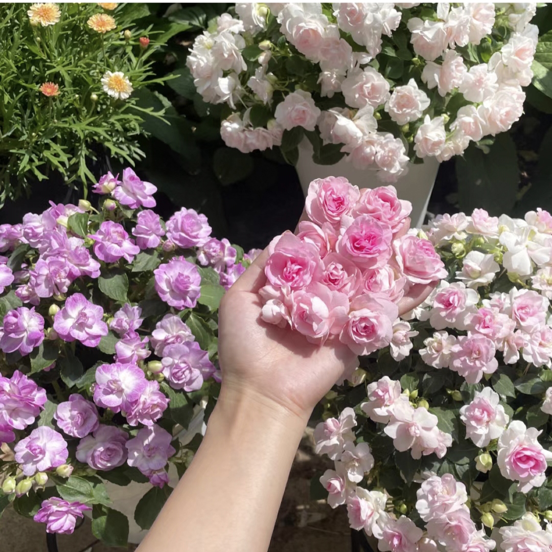 Double Impatiens Seeds A Symphony of Petals in Nature's Garden
