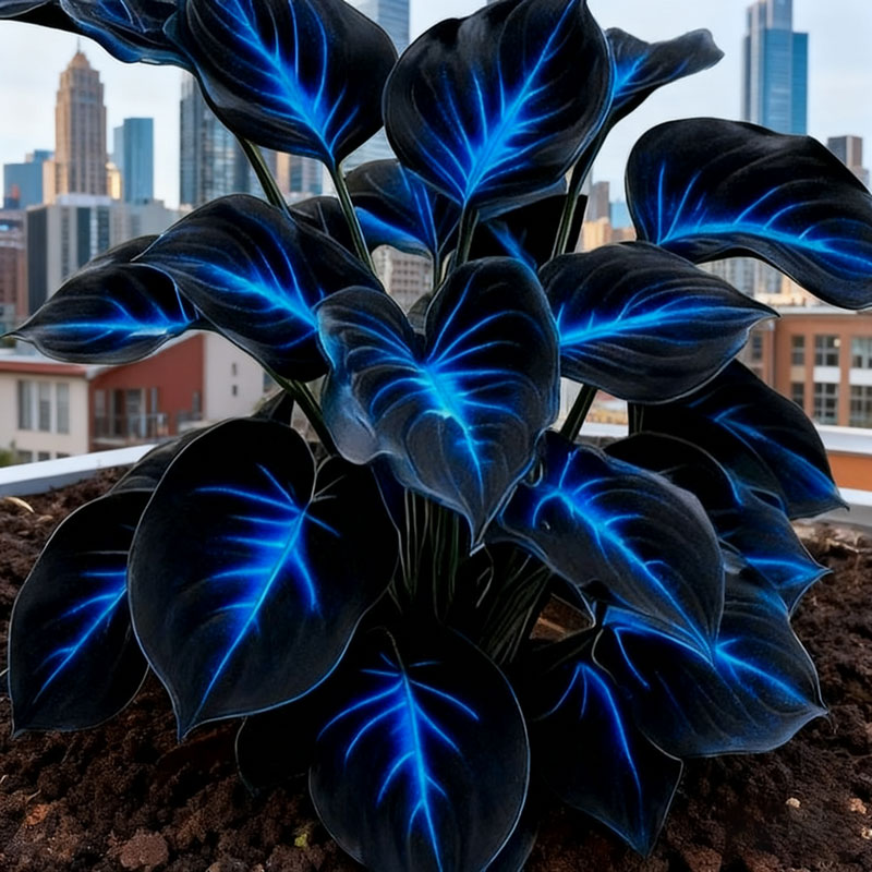 Hosta Seeds Perennial Shade Plant for Garden