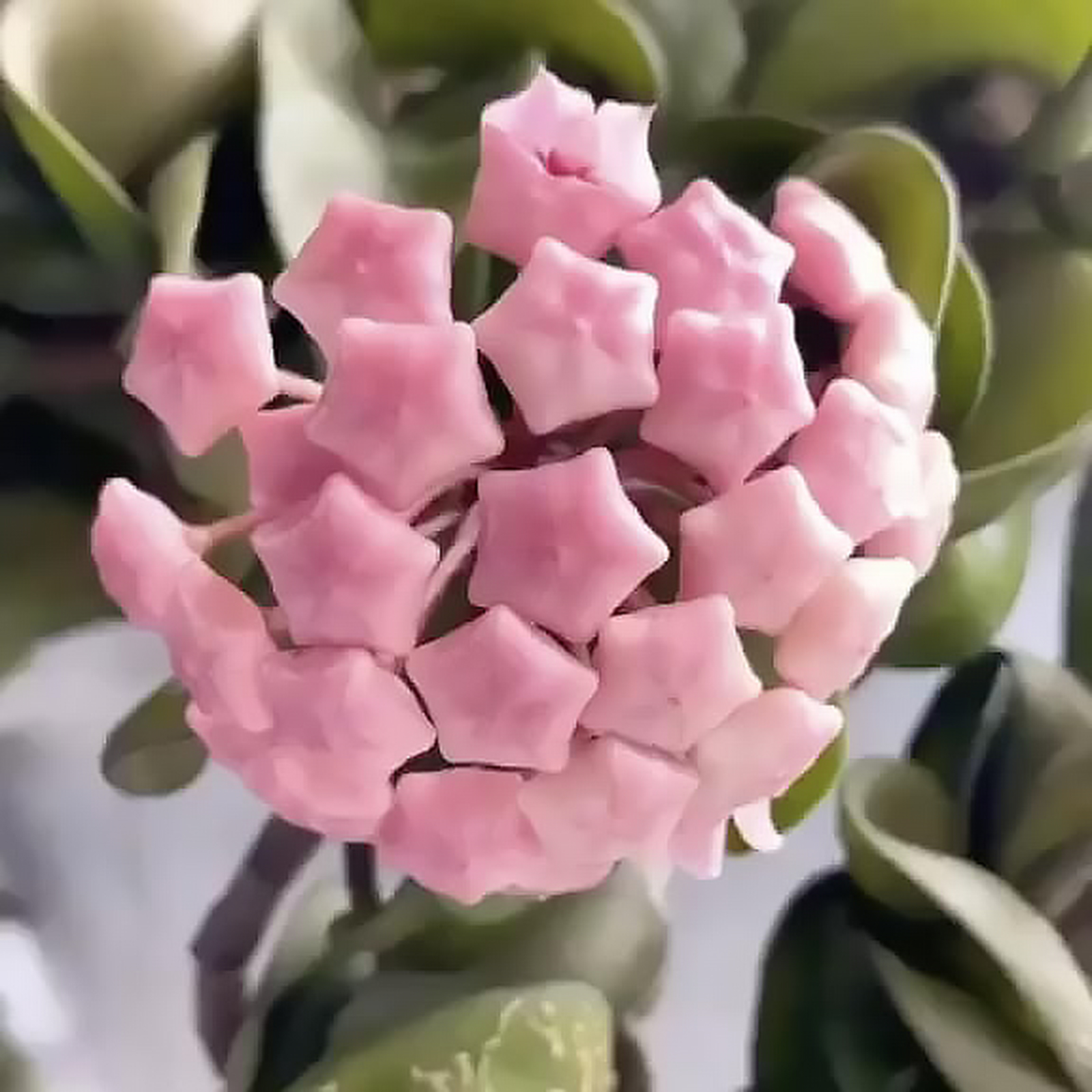 Hoya thomsonii pink