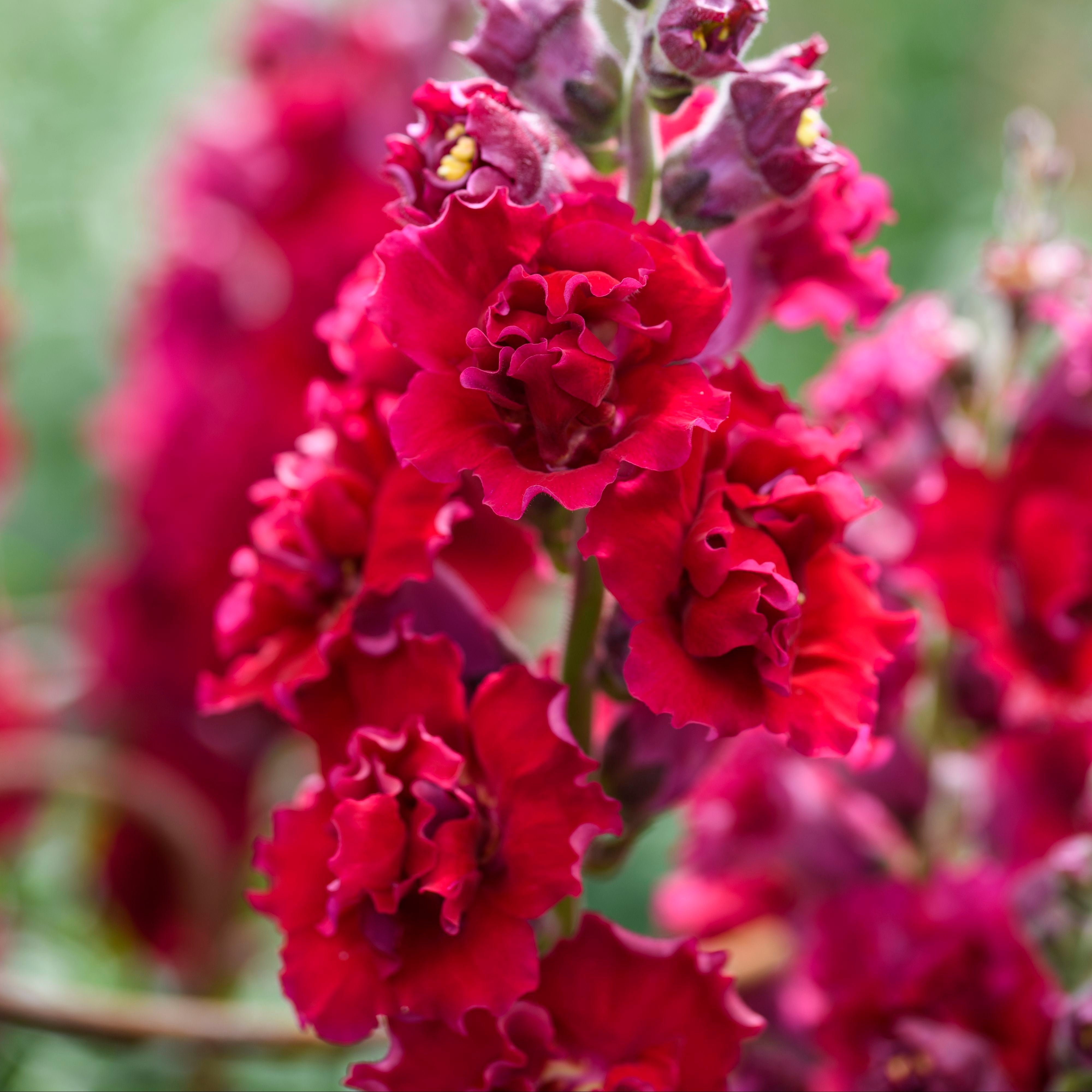 Snapdragon Madame Butterfly Red Flower | X 50 Seeds