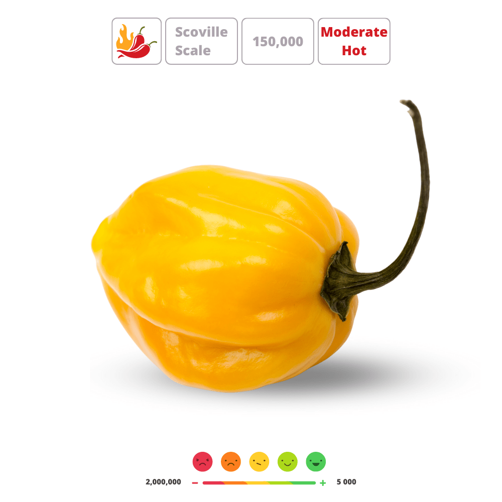 Habanero Orange Hot Chili Pepper Seeds – Bright Citrus Heat