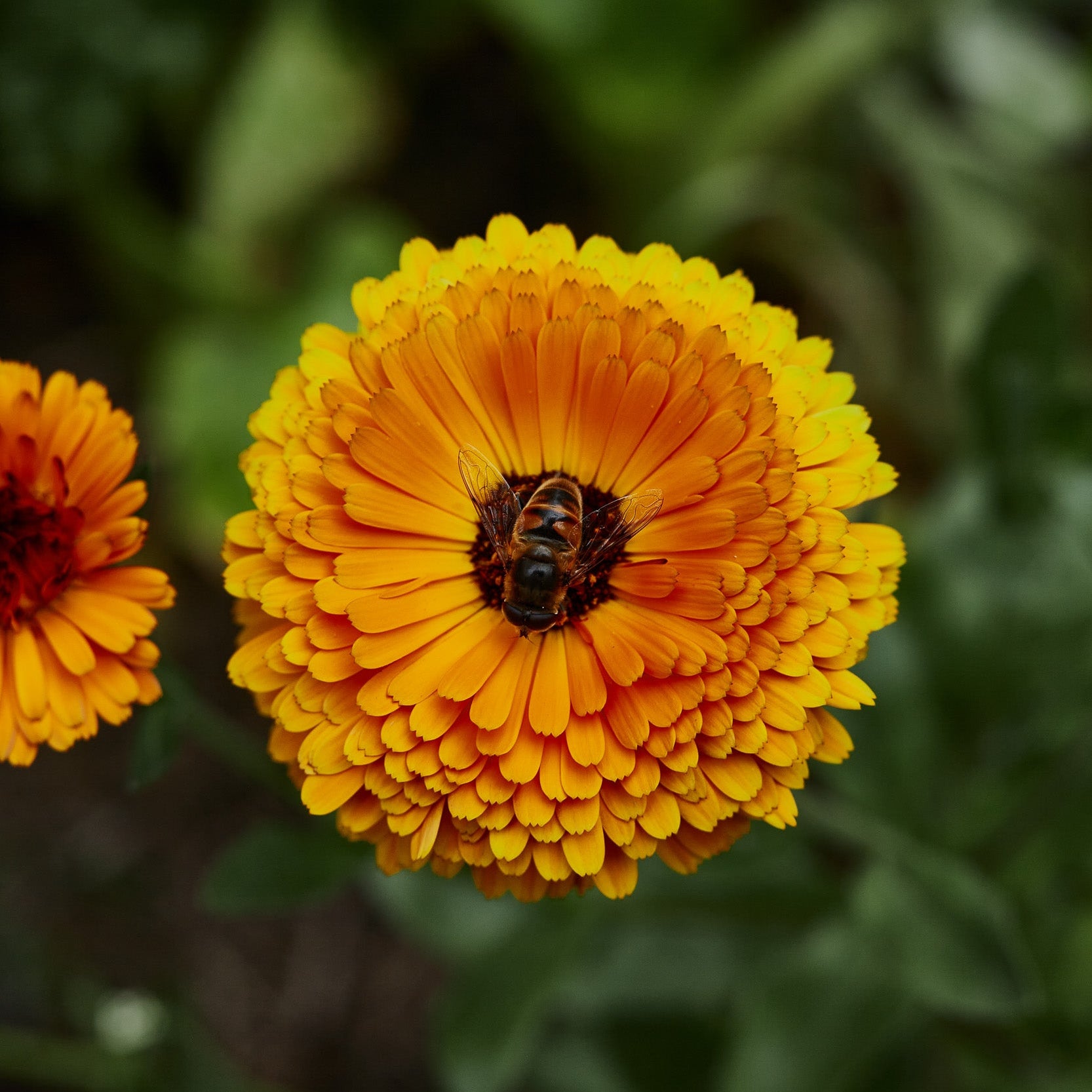 Calendula Orange Balls Flower | X 80 Seeds