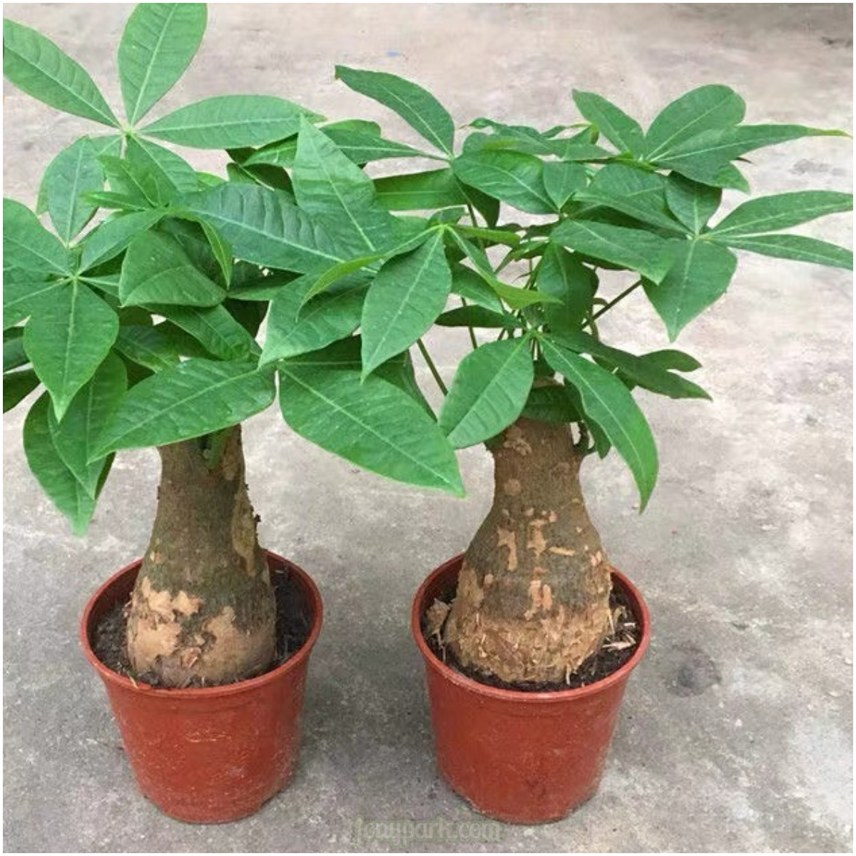 JONY PARK 💞Money Tree Seeds with Free Pot Kit💞 16.99