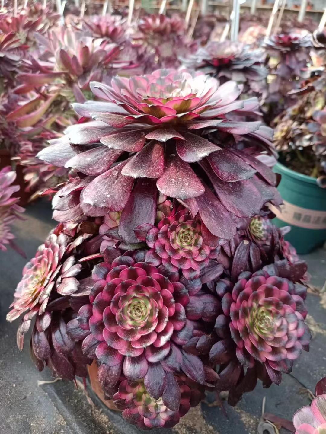 M✧succulent ·͜· ︎︎ᕷ Rare Pink Moonstone Succulent (2 Inch Potted Pachyphytum