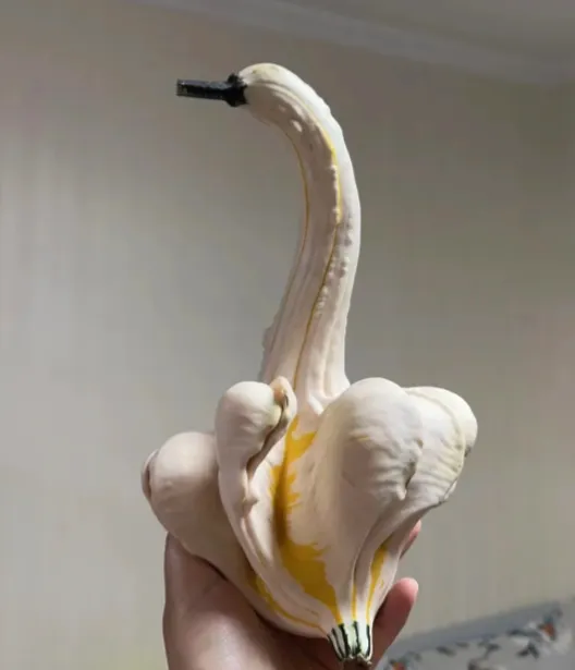 🦢 White Swan Pumpkin 🎃 Rare Pumpkin