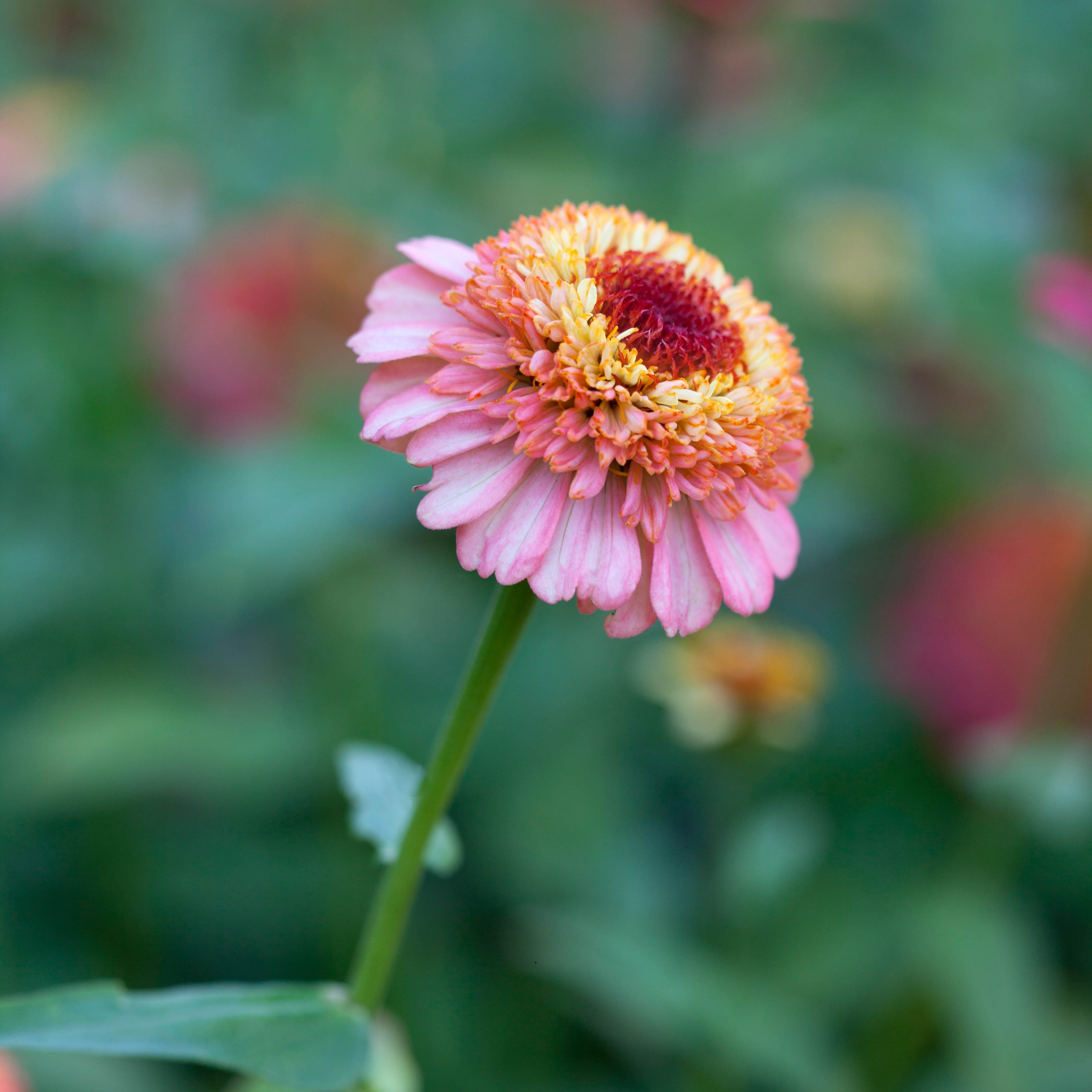 Zinnia Elegans Zinderella Peach Flower | X 30 Seeds