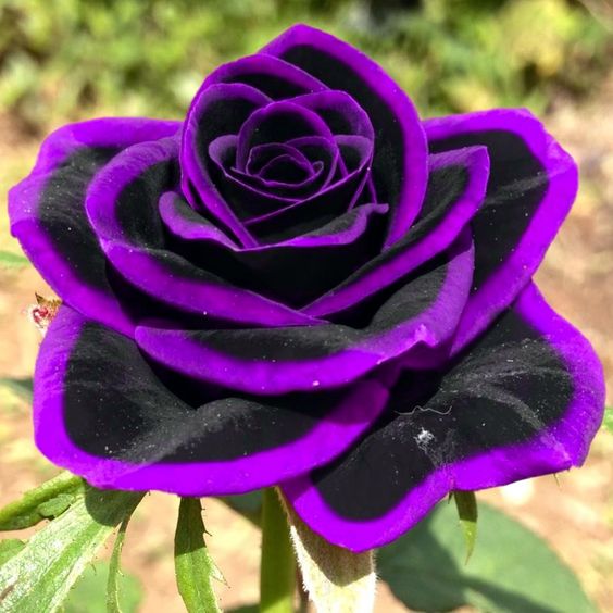 Lace black rose
