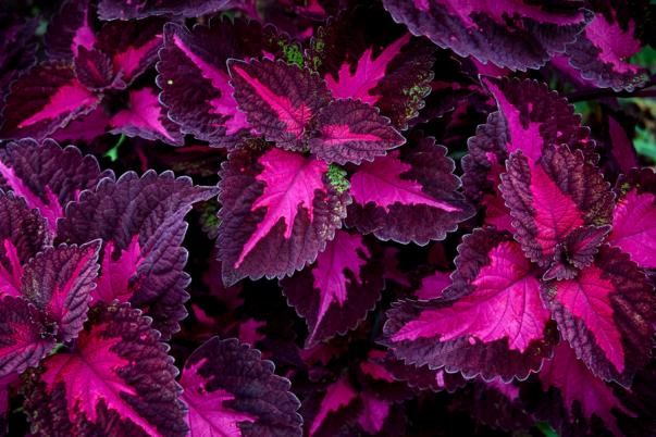 Coleus ‘China Rose’