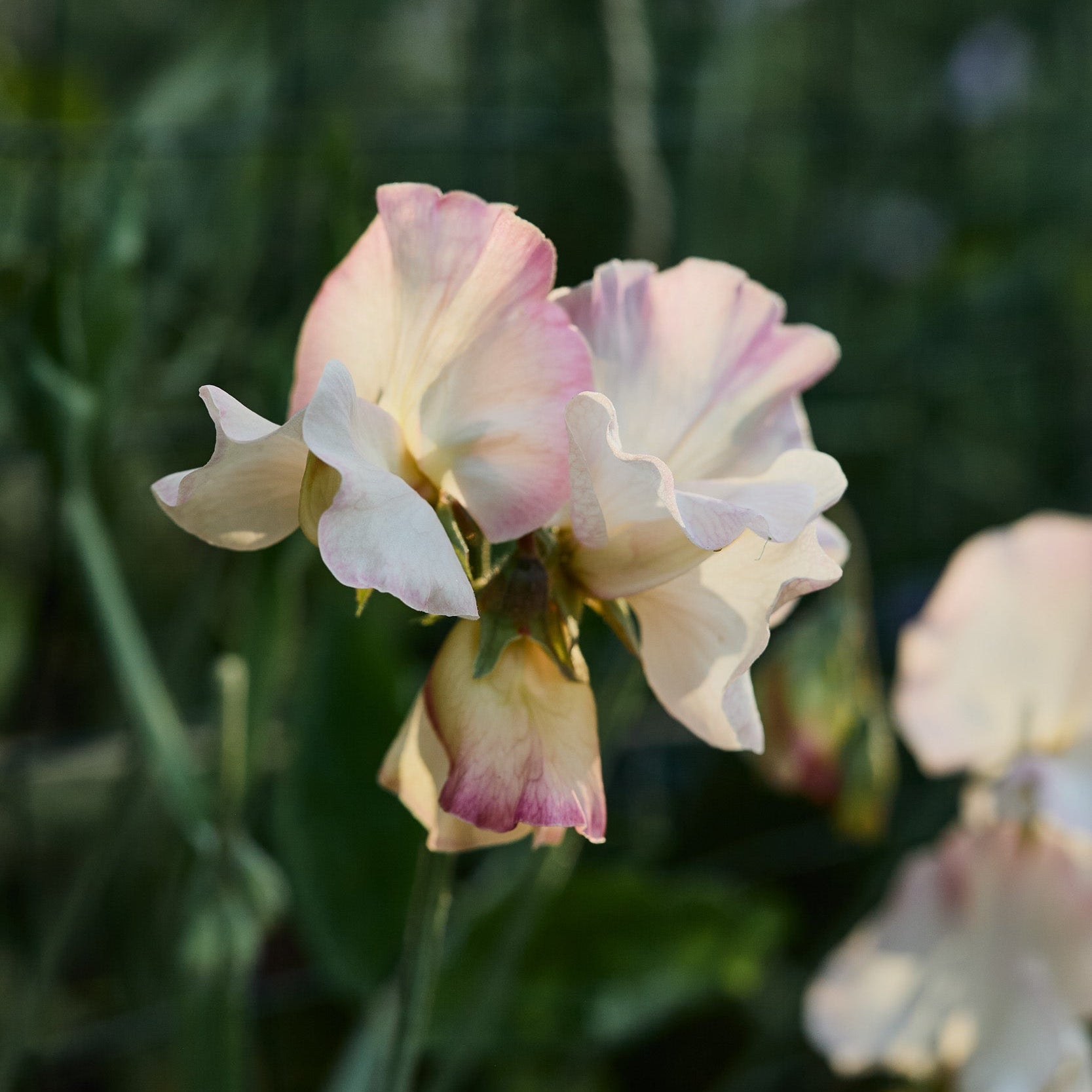 Sweet Pea Mollie Rilstone Flower | X 10 Seeds - AVAILABLE 2026