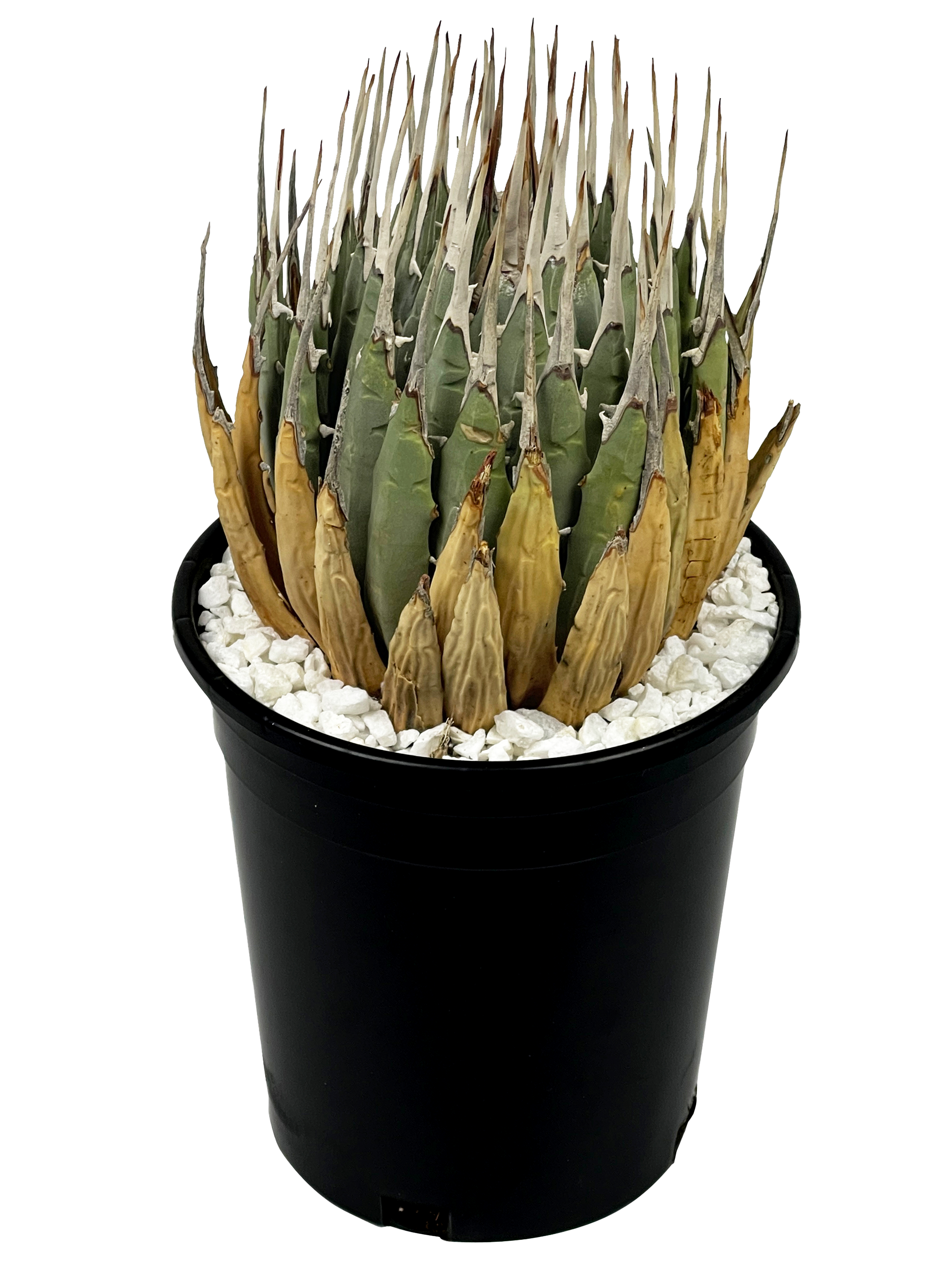 DC.plant Agave utahensis v. eborispina - Utah Agave 15.95 Happy