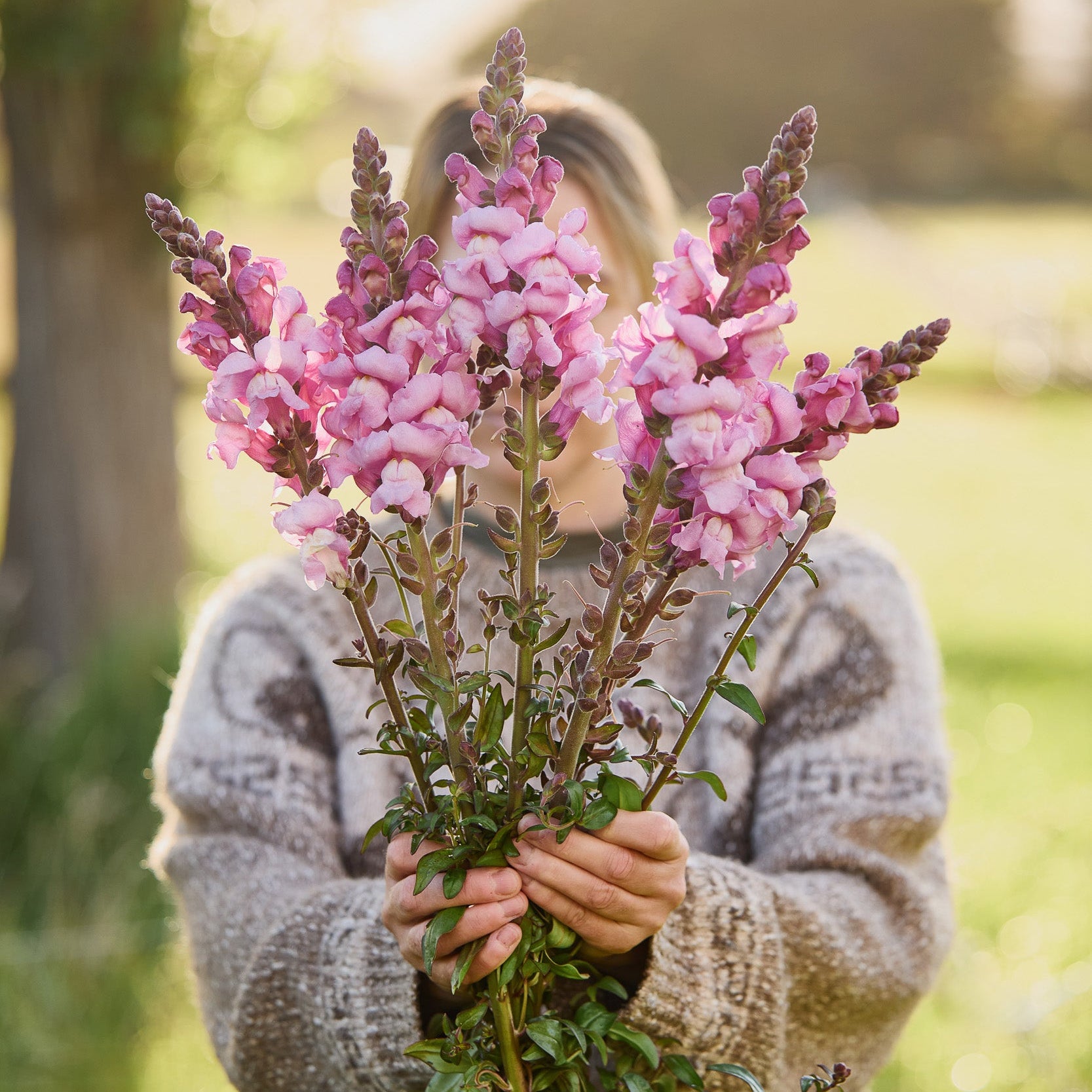 Snapdragon Avignon Lavender Flower | X 50 Seeds