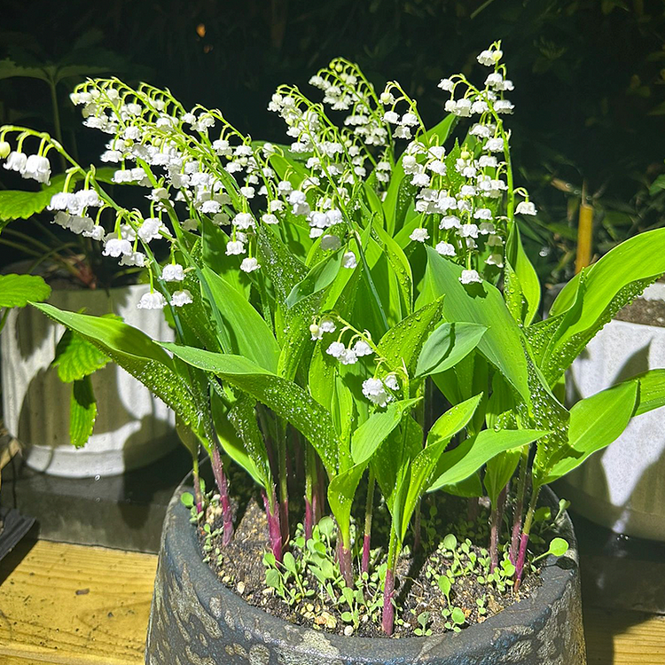 🔥Amazing plants! 🔥ily of the valley(Convallaria majalis) Seeds🌷