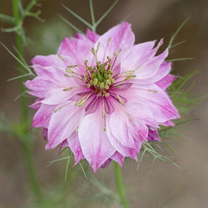 Nigella Miss Jekyll Rose Flower | X 100 Seeds