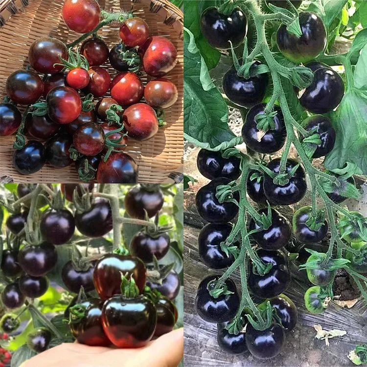 Black Tomato - Black Beauty Queen🍅