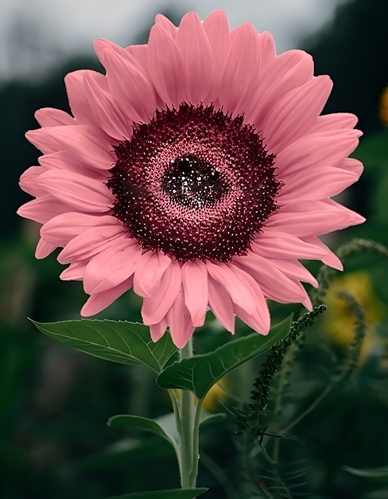 Iris Tectorum Rose Sunflower 50pcs Pink Sunflower Seeds 8555