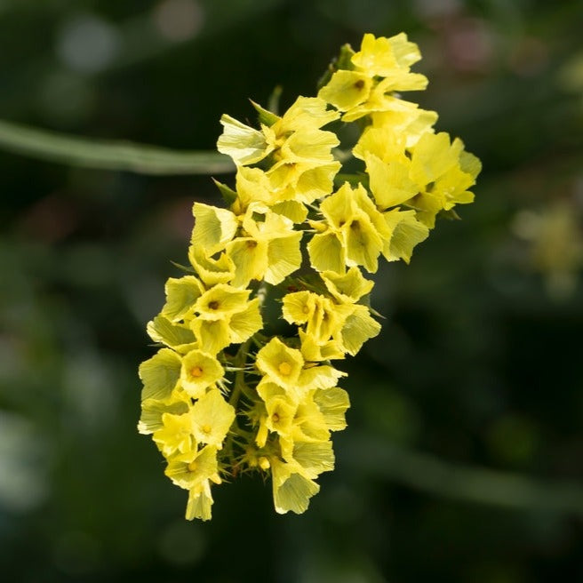 Statice Gold Coast Yellow Flower | X 50 Seeds