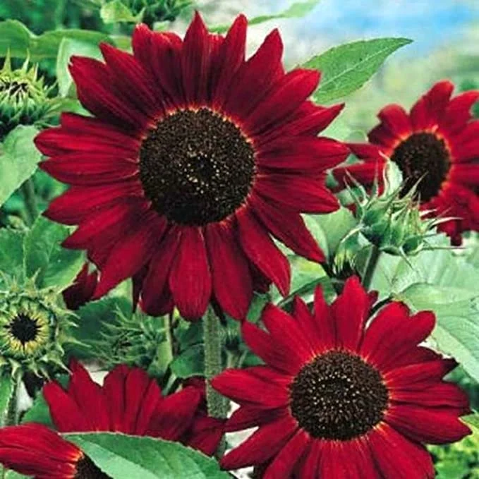 Red Wave Hybrid Sunflower Seeds