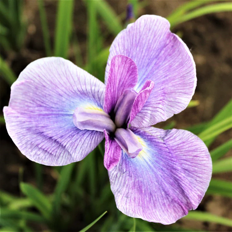 Lavender iris bulbs