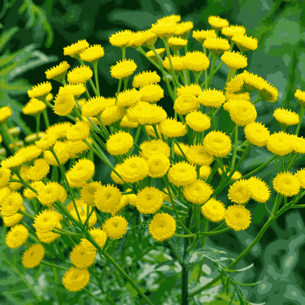 Daisy Sunrise Yellow F1 Hybrid Seeds – Bright Summer Blooms