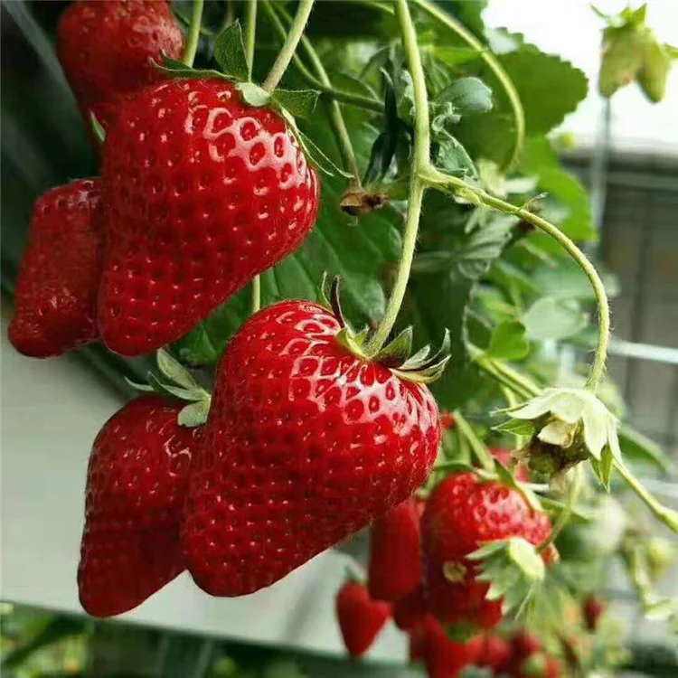 All-season Strawberry Seeds 🍓EverBloom Berries