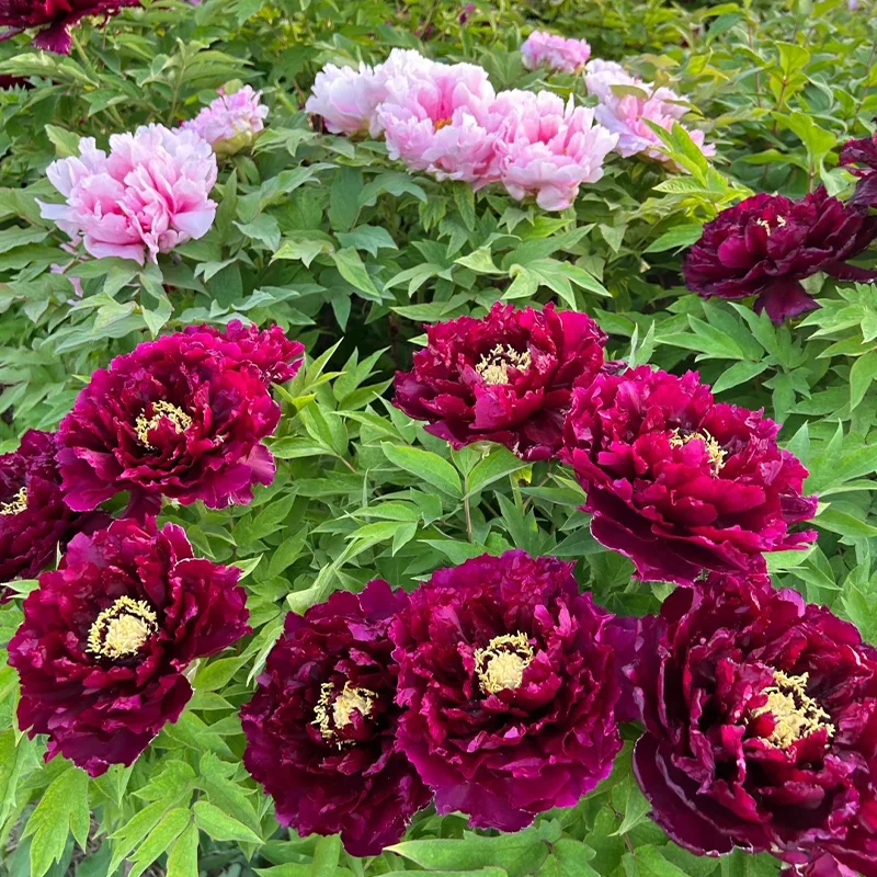 🔥LAST DAY 75% OFF🌺The Queen Of Flowers—Double Petaled Piani