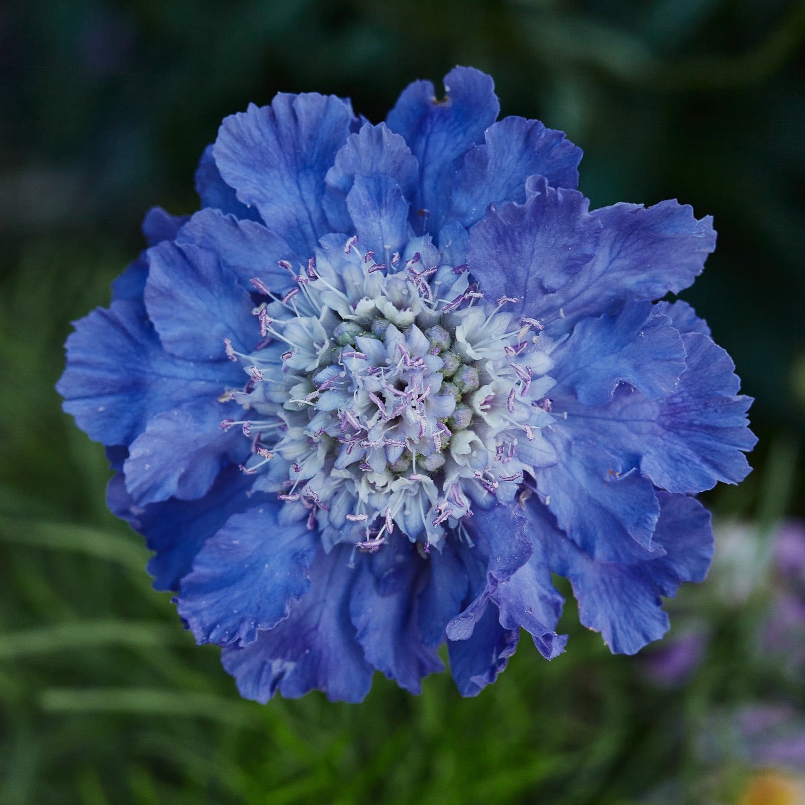 Scabiosa Fama Deep Blue Perennial Flower | X 15 Seeds (NOT TO WA)