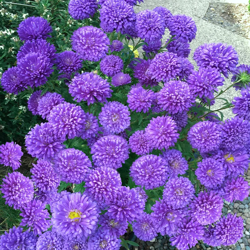 🌹Perennial Double Aster