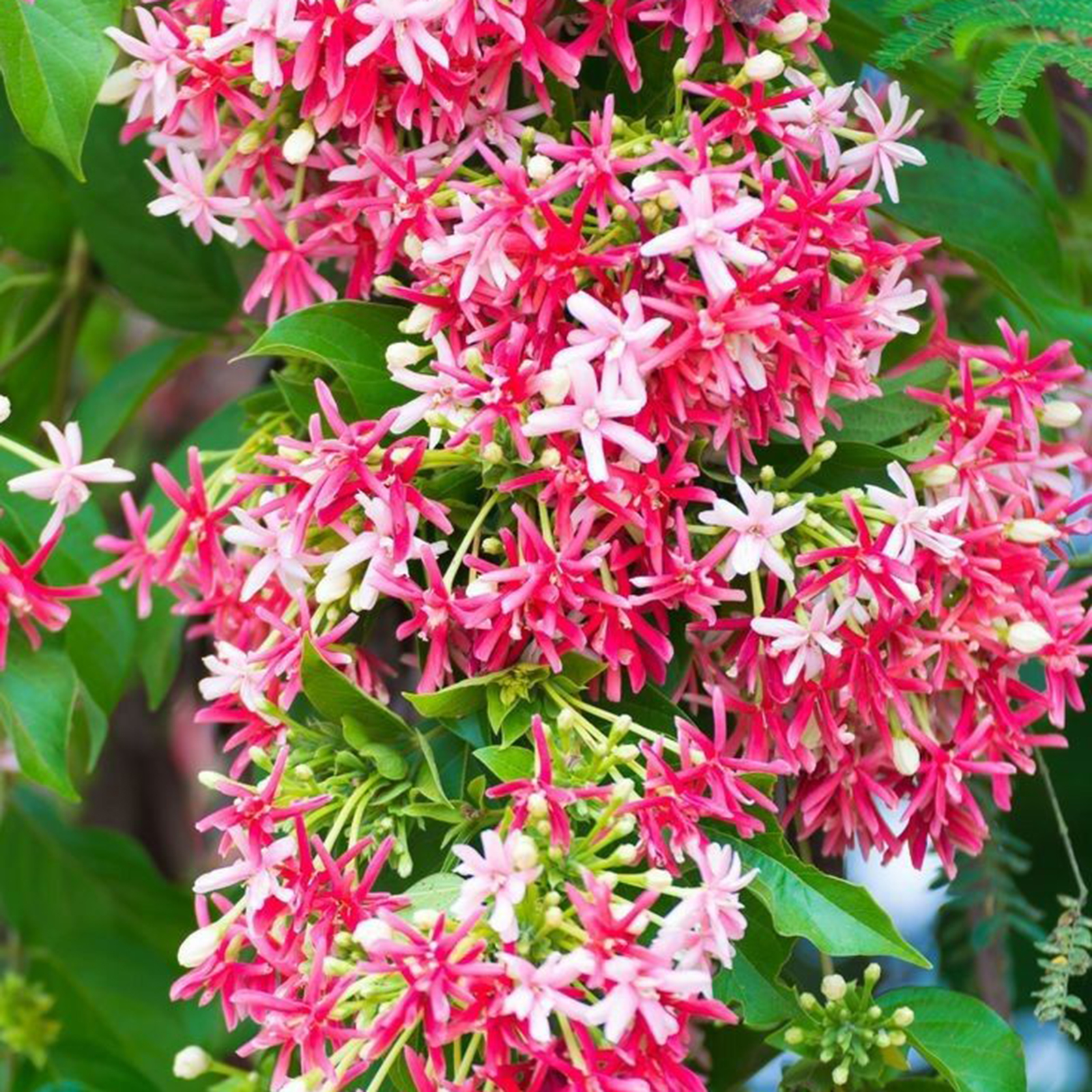 Double Rangoon Creeper Seeds