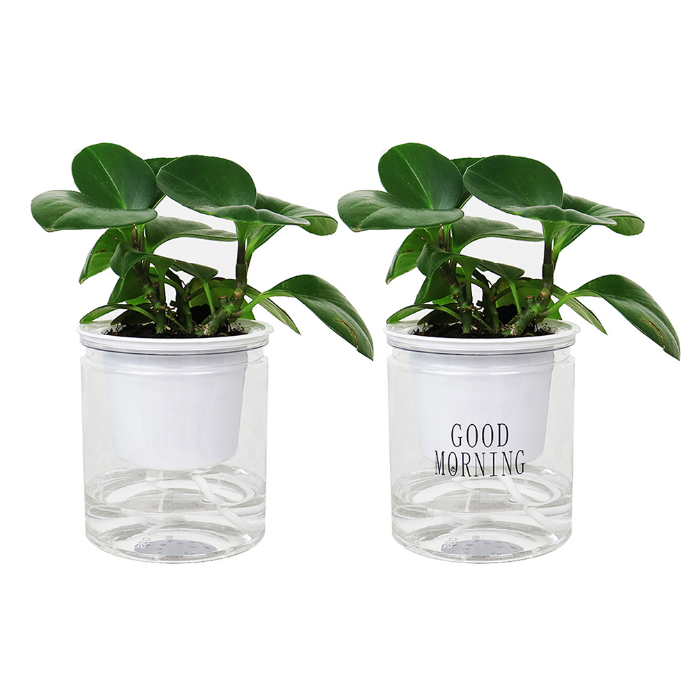 Lazy Flower Pot Automatic Water Absorbing Hydroponic Plant Container Decor, 501 Original
Lazy Flower Pot Automatic Water Absorbing Hydroponic Plant Container Decor, 501 Original