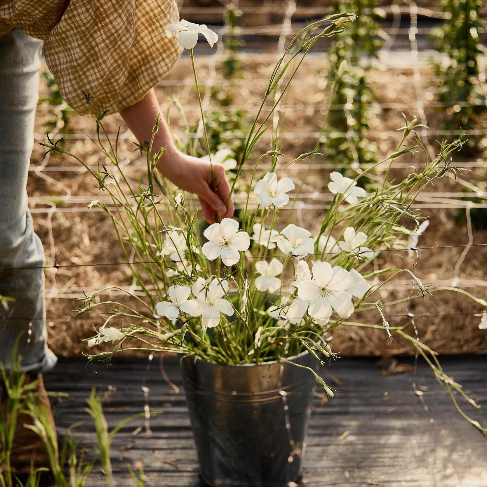 Corn Cockle Ocean Pearl White Flower | X 100 Seeds