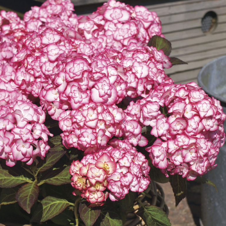 Hydrangea macrophylla 'Miss Saori'