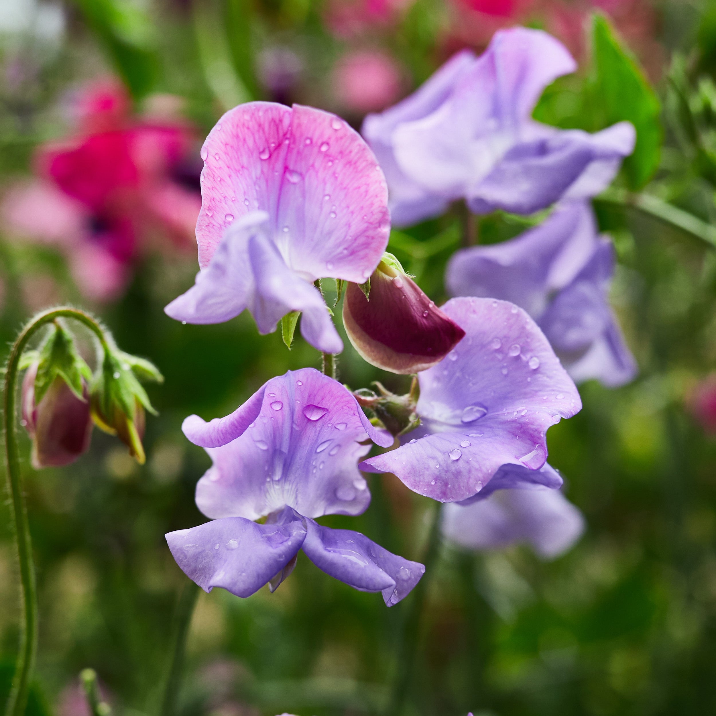 Sweet Pea Enchante Flower | X 15 Seeds