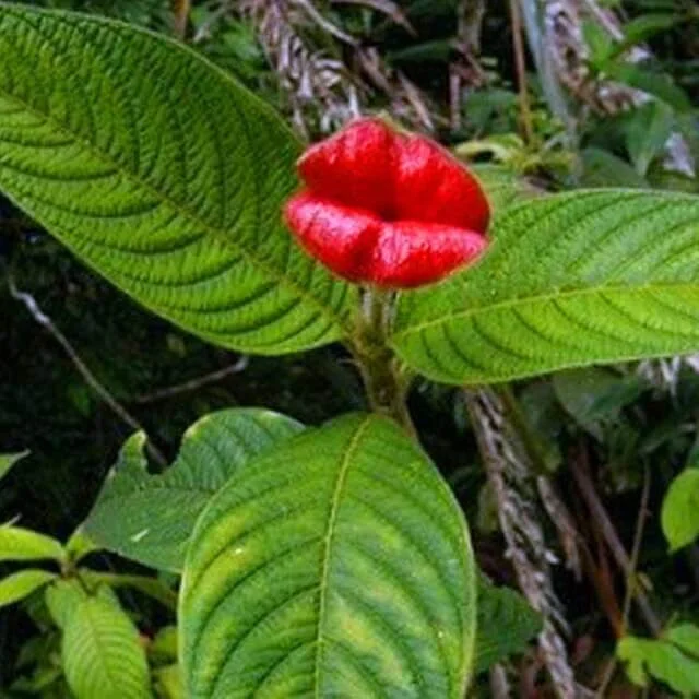 💋Red Lips Flower