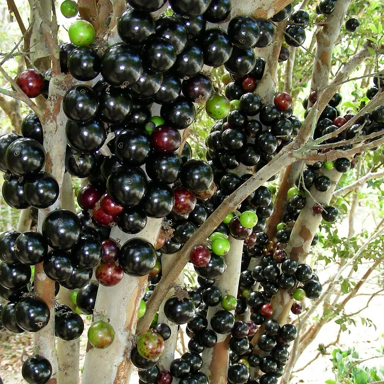 Jabuticaba-Plinia cauliflora-Tree Grape Seeds