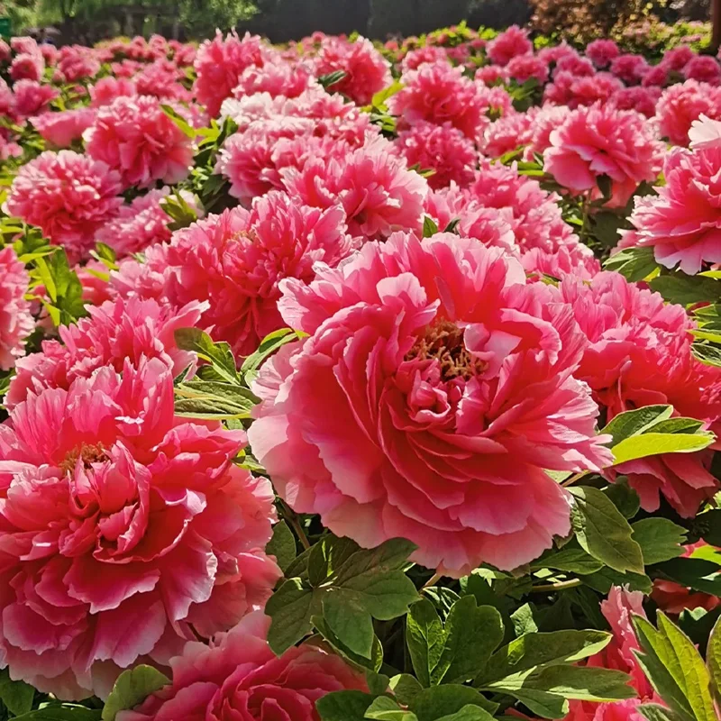 🔥LAST DAY 75% OFF🌺The Queen Of Flowers—Double Petaled Piani