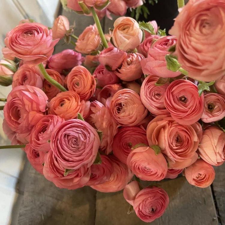 Ranunculus Highline Salmon Flower | X 20 Seeds