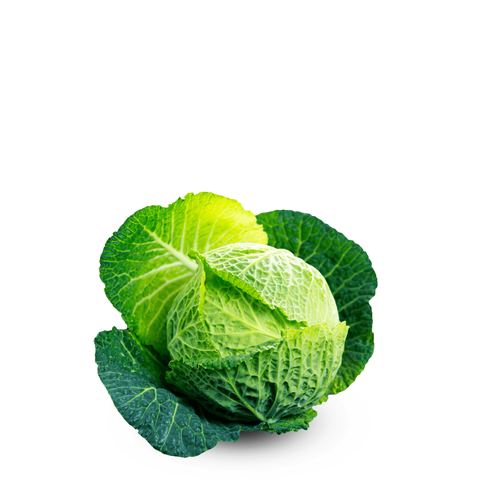 Savoy Cabbage Brunswick Seeds – Winter Heirloom Variety