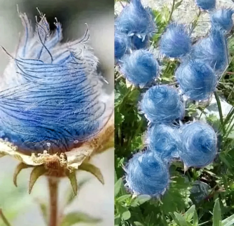 Blue Prairie Smoke Flower