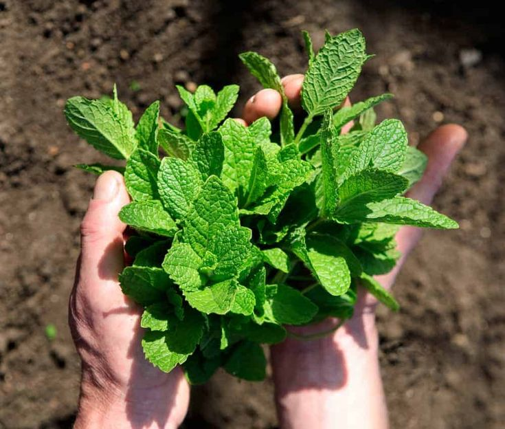๐ขSHOP SALE ๐ฟใSuper simple! Grow a pot of mint at homeใ๐ฟ