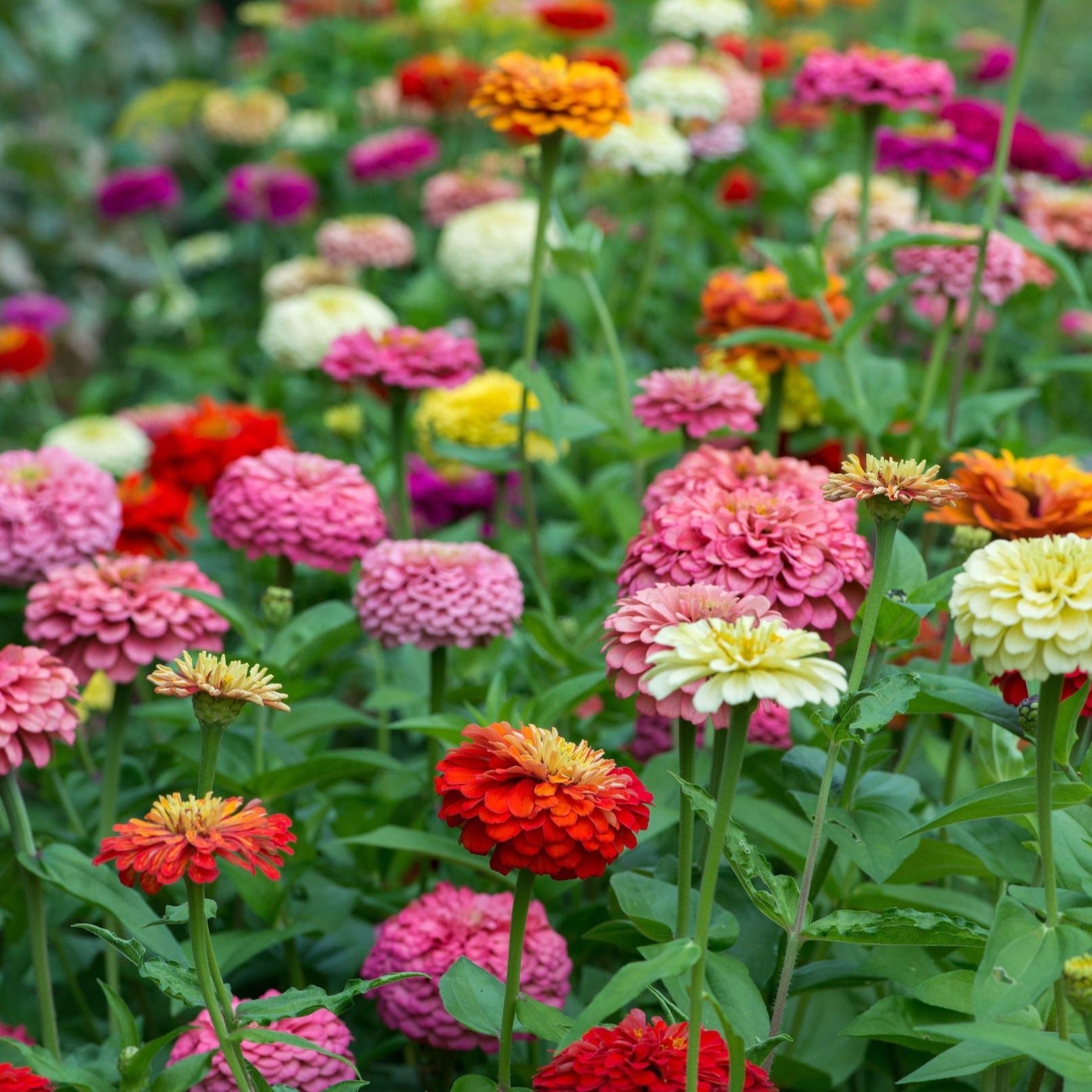 Zinnia State Fair Mix Flower | X 50 Seeds