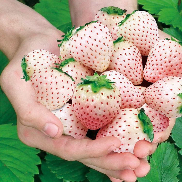 🍓White Strawberry Seeds（🪴Buy 3 Get 1 Free🌿Hardy and Pest-Resistant）