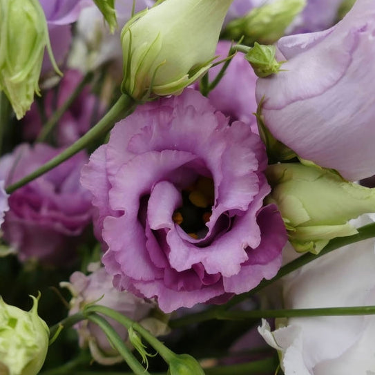 Lisianthus Celeb 2 Mid Grape Flower | X 20 Seeds (NOT TO WA)