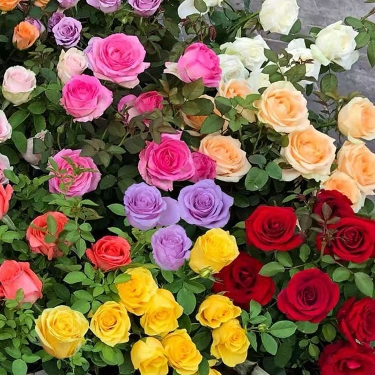 Mixed-Color Roses Seeds
