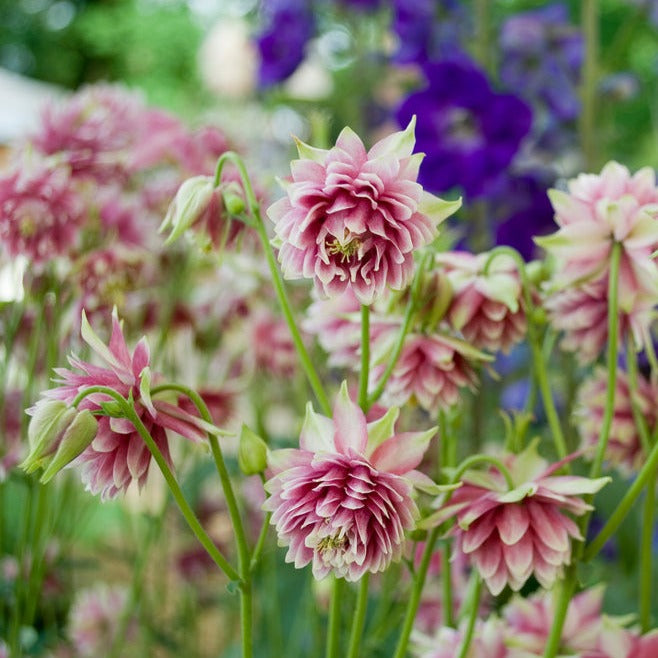 Aquilegia vulgaris Nora Barlow Columbine Flower | X 30 Seeds