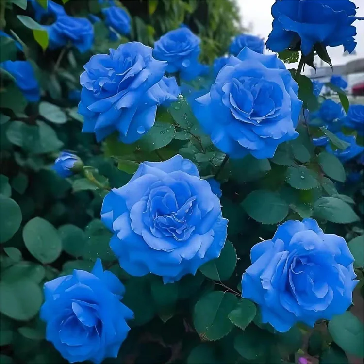 Blue Enchantress Roses - Rare