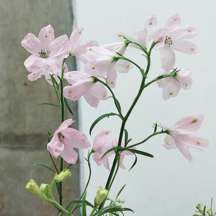 Delphinium Pink Butterfly Flower | X 15 Seeds