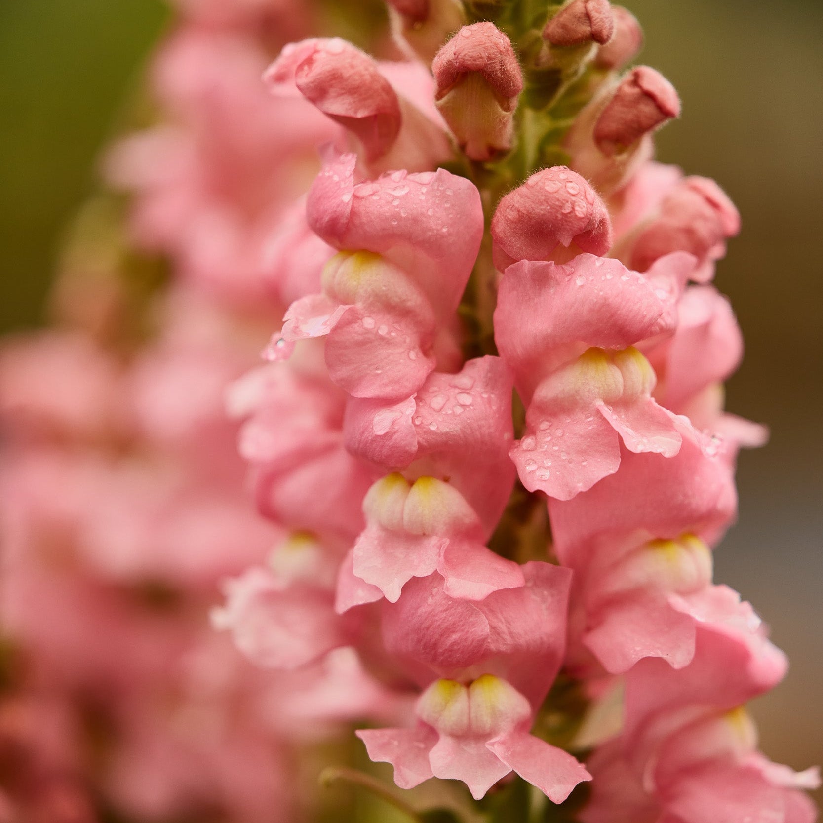 Snapdragon Cannes Rose Flower | X 50 Seeds