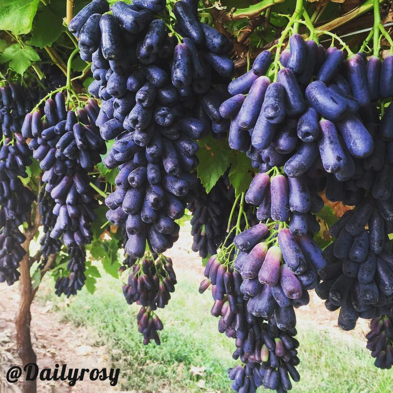 Sapphire Grapes Seeds