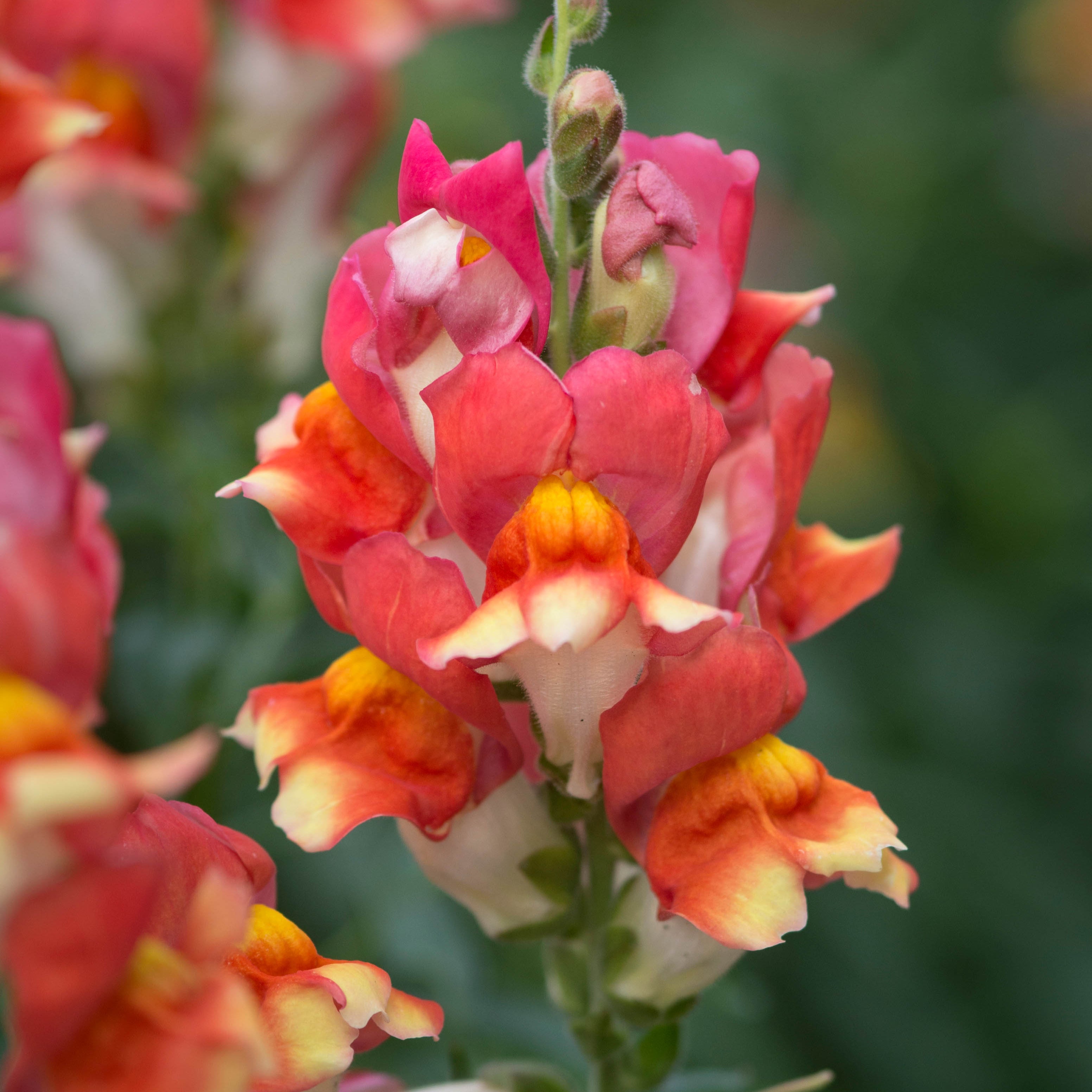 Snapdragon Rembrandt Flower | X 500 Seeds