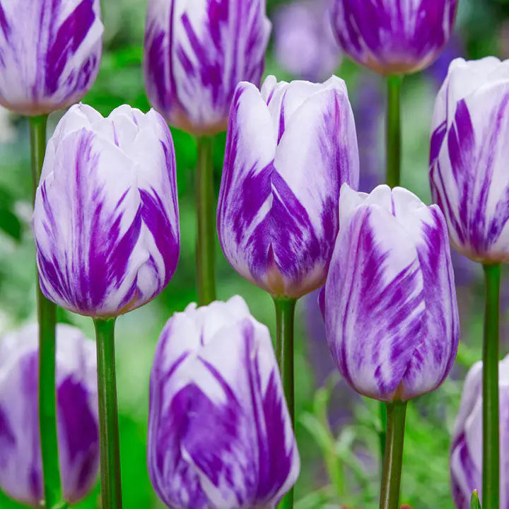 Flaming Flag Triumph Tulip Seeds